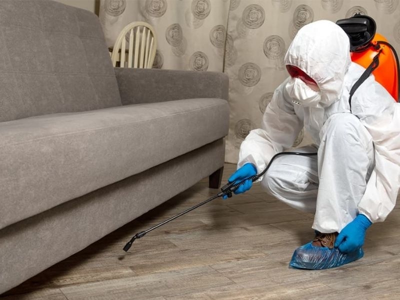 Hamamböceği, Fare ve Karınca Sorununa Kesin Çözüm, Profesyonel İlaçlama Süreci Nasıl ...