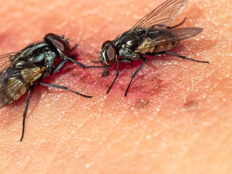 Sivrisinek ve Karasinek Sorunun İçin Profesyonel İlaçlama Yöntemleri